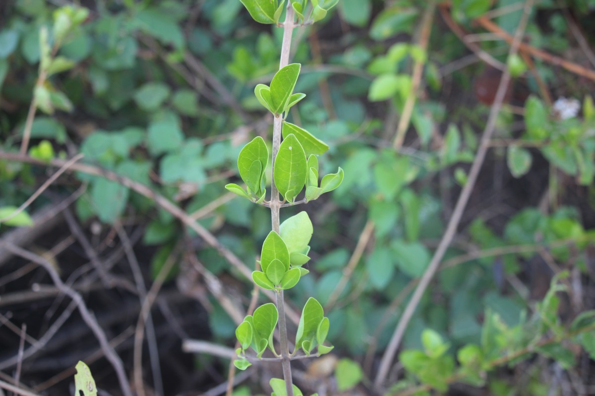 Volkameria inermis L.